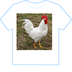 broiler-hens-500x500.jpg